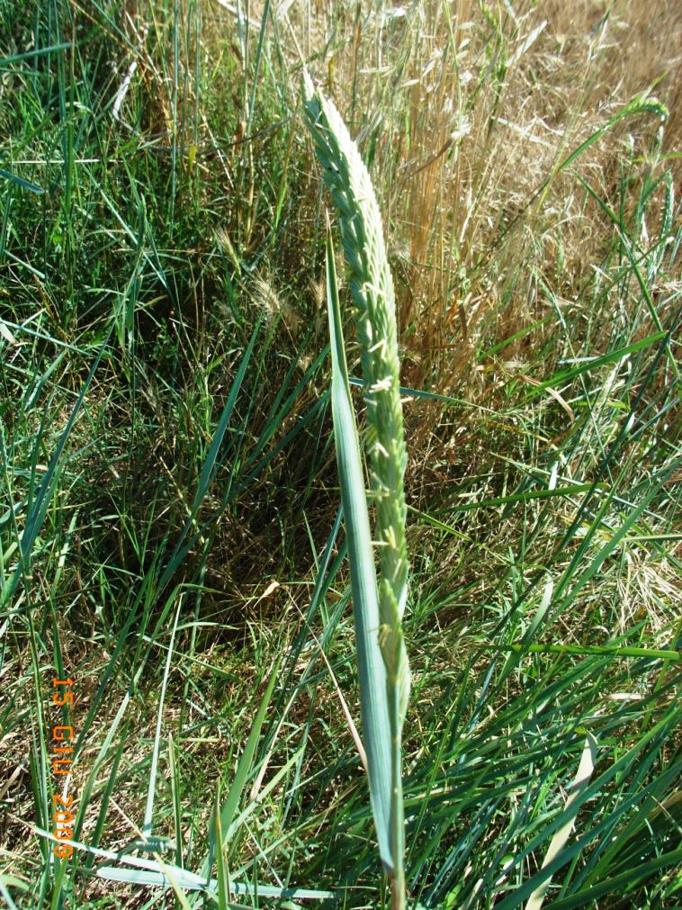 lungo il canale - Agropyron repens